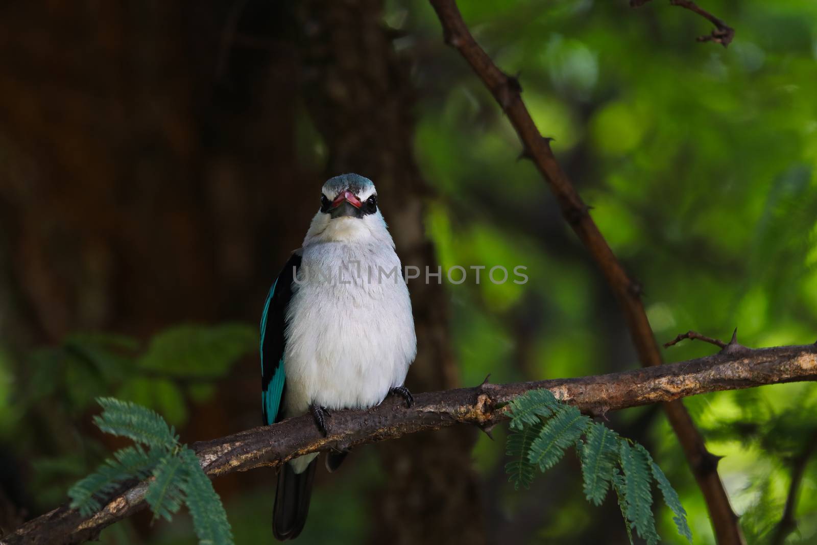 Woodland Kingfisher Perched On Branch Looking (Halcyon senegalensis) by jjvanginkel