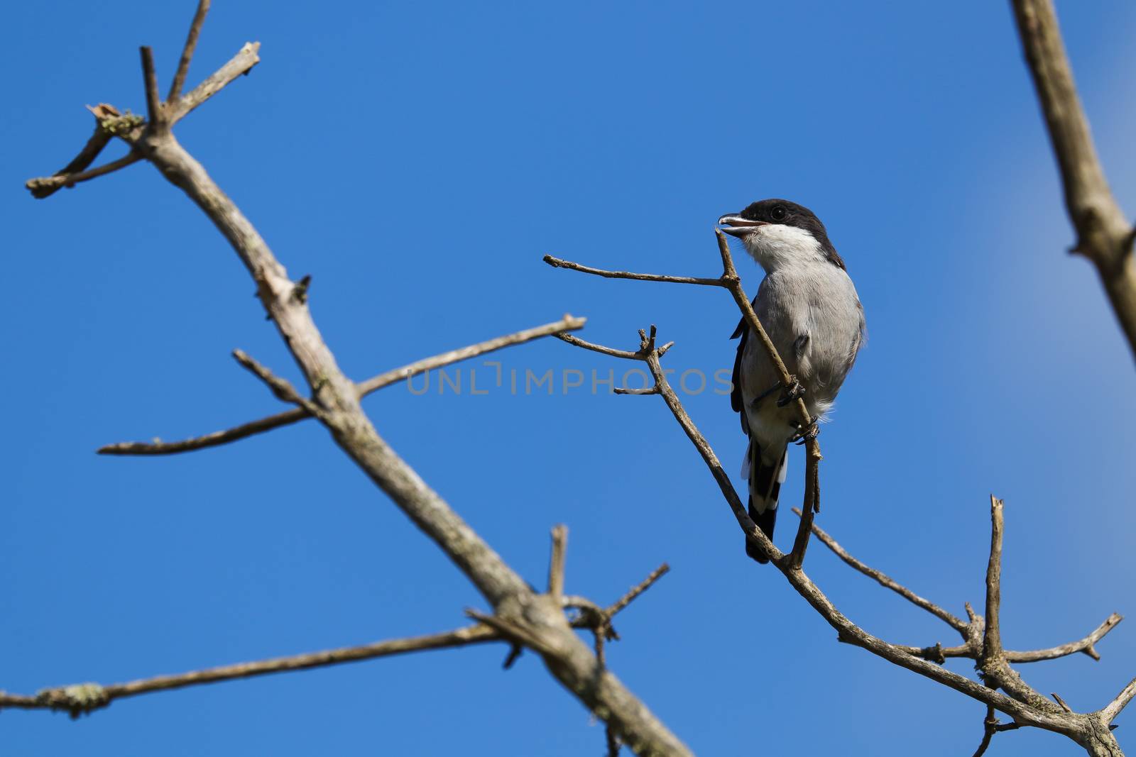 A fiscal shrike bird (Lanius collaris) on tree branch with clear blue sky, Mossel Bay, South Africa