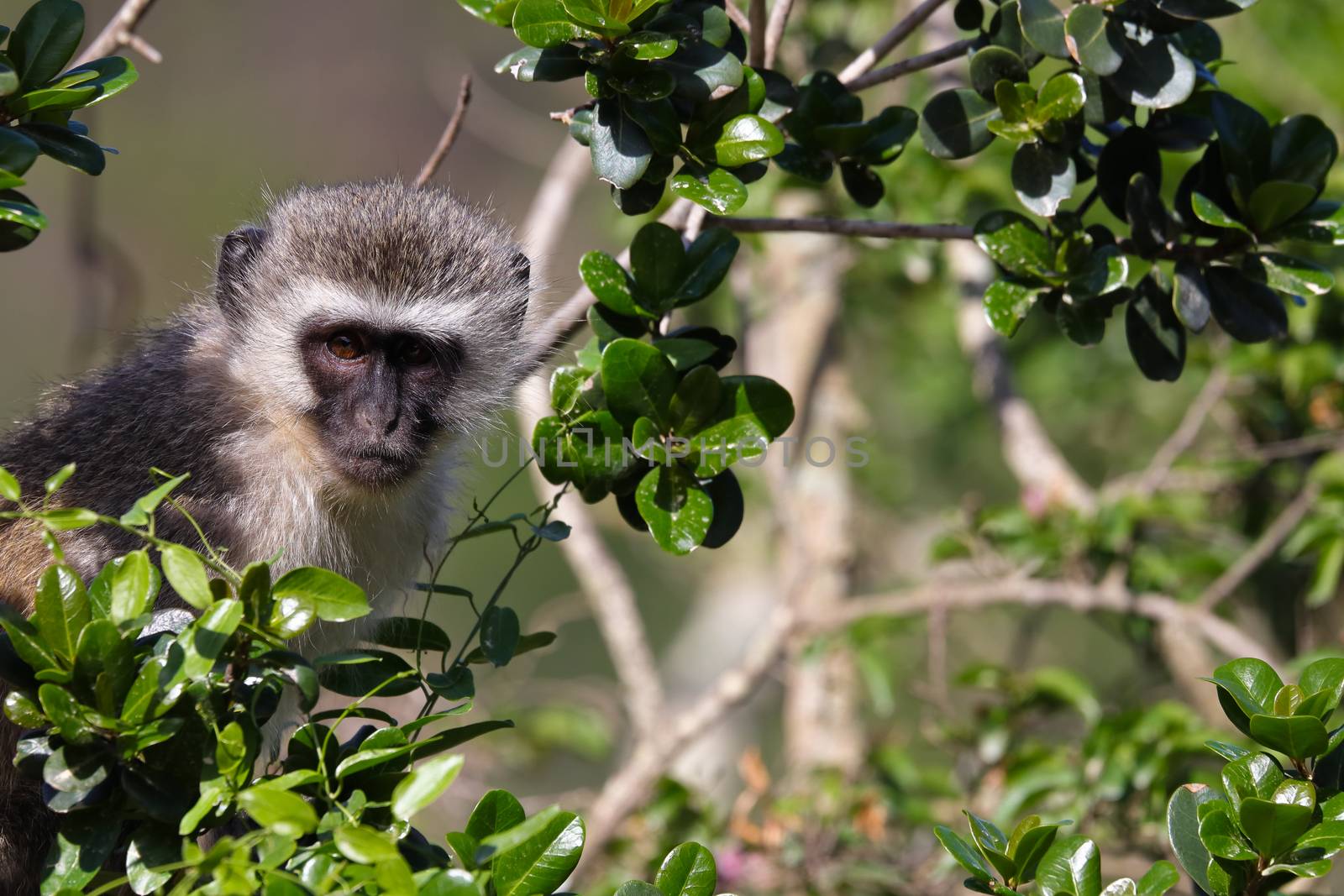 Vervet Monkey Amongst Green Leaves (Chlorocebus pygerythrus) by jjvanginkel