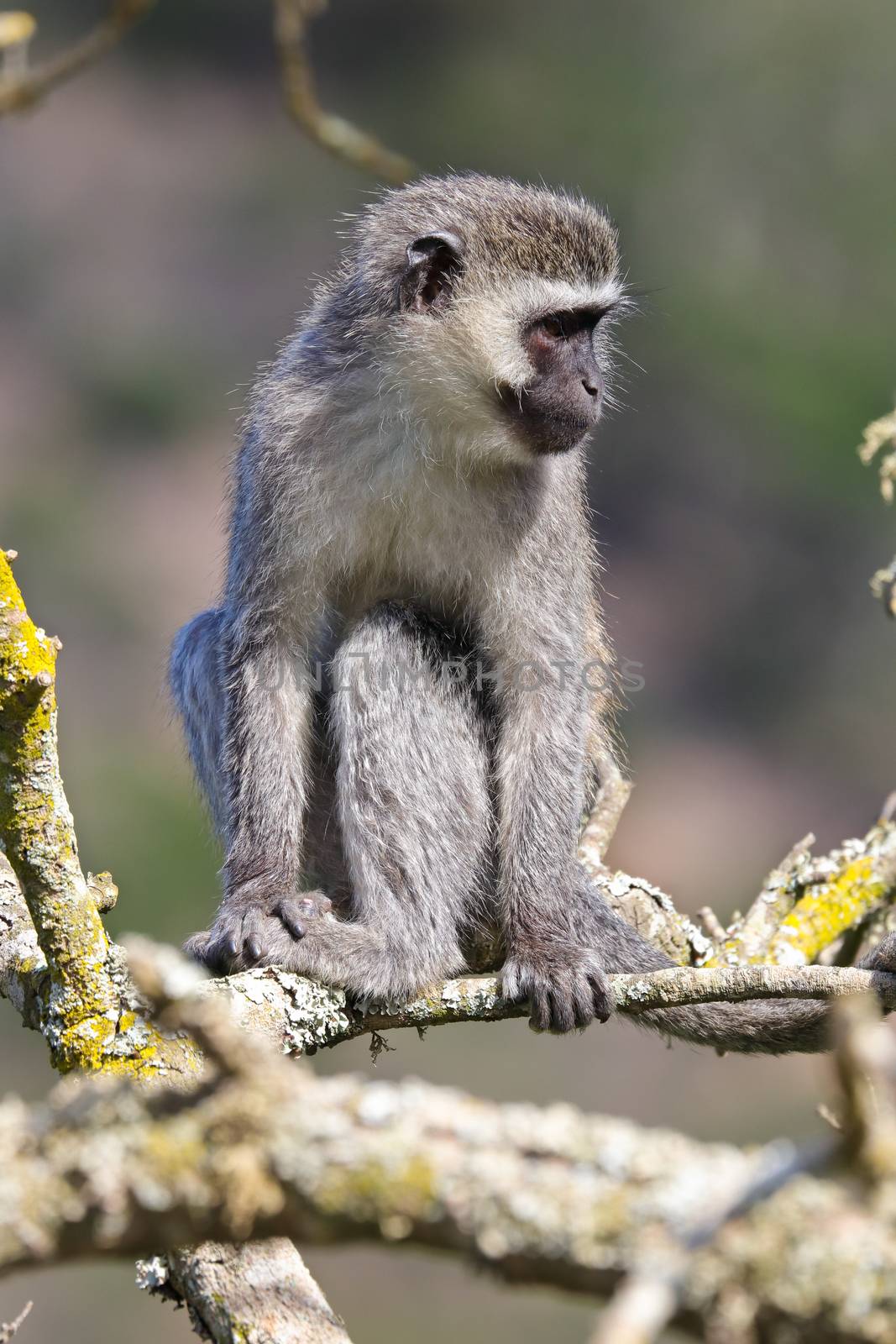 Vervet monkey primate (Chlorocebus pygerythrus) sitting on a tree branch looking to side, Mossel Bay, South Africa