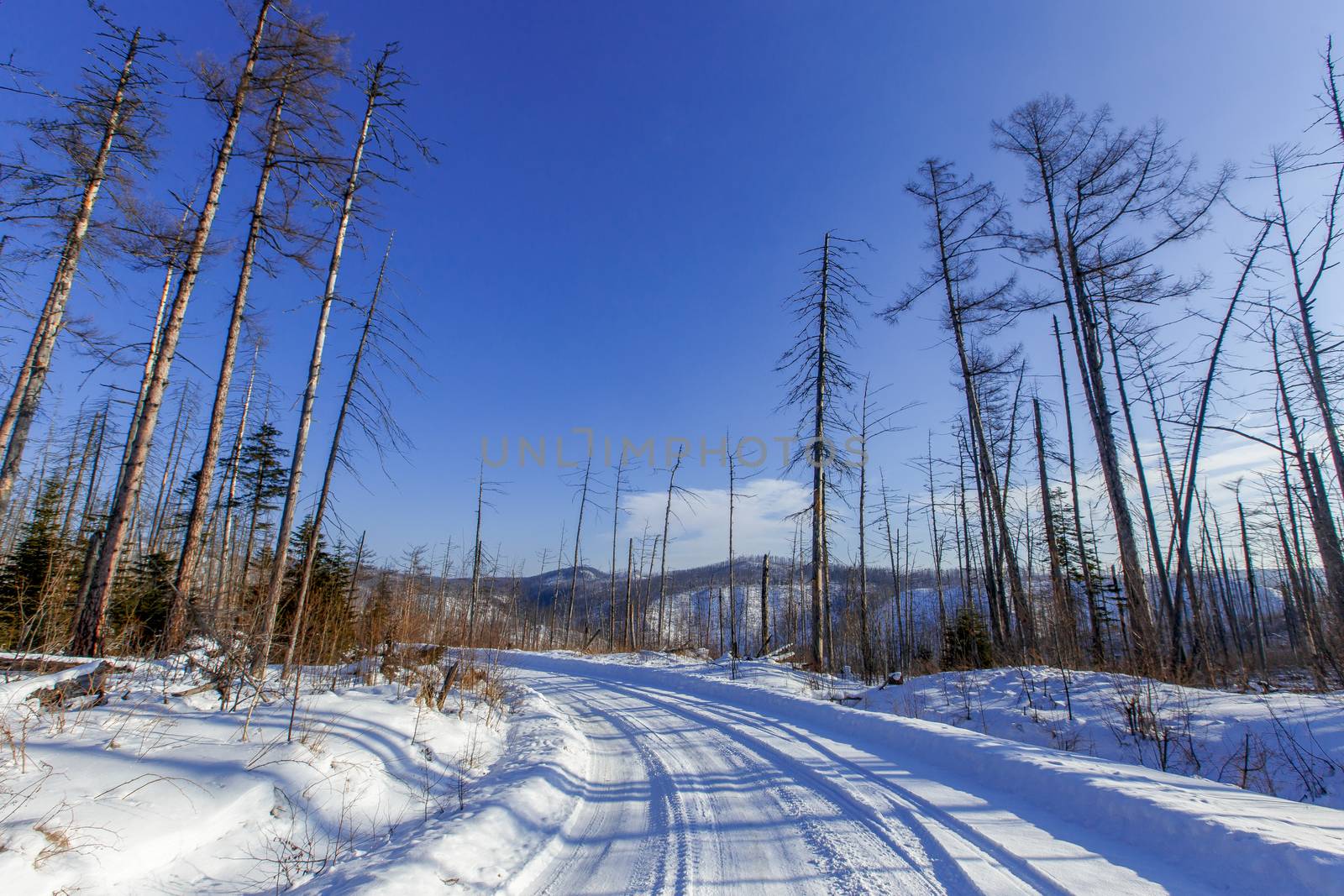 The snow-covered road passes by tall coniferous trees