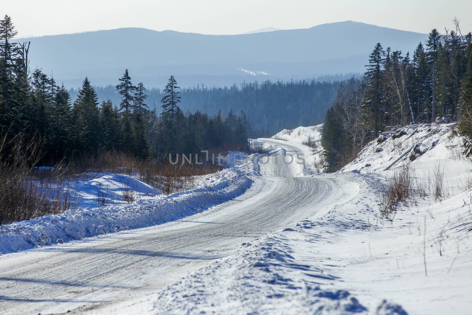 The snow-covered road passes by tall coniferous trees