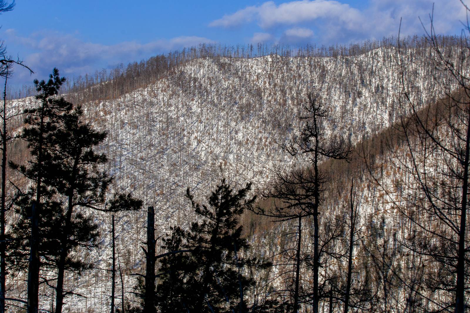 View of the snow-capped mountains covered with bare trees and fir trees