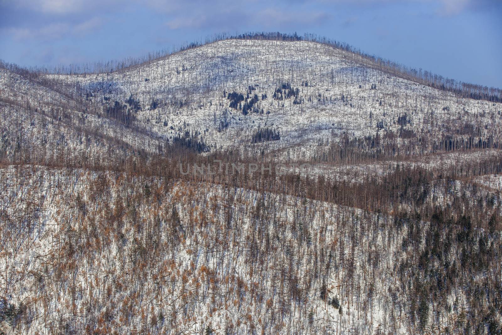 View of the snow-capped mountains covered with bare trees and fir trees