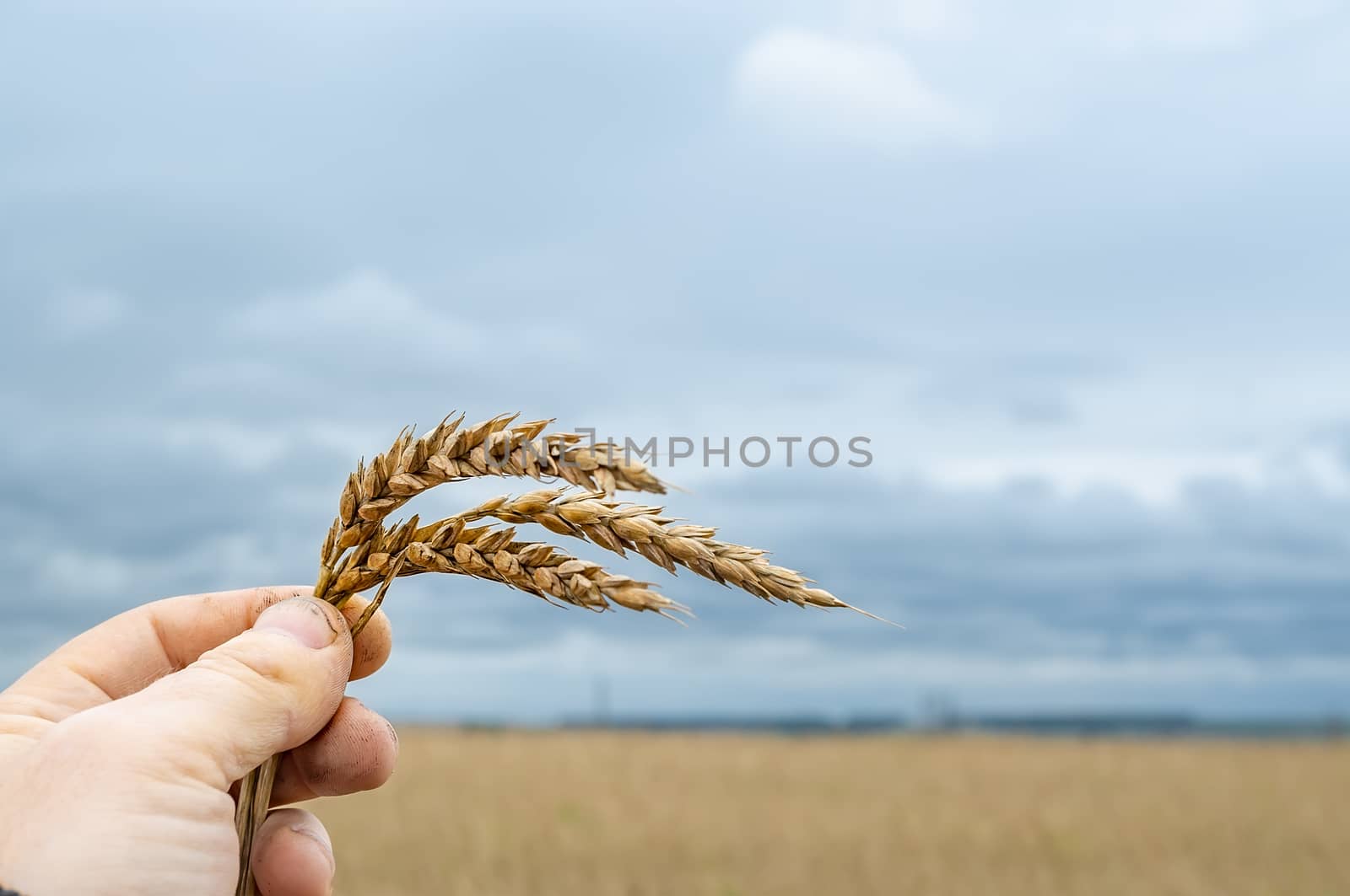 spikelet with wheat grains in the hand of a man on the background of a wheat agricultural field