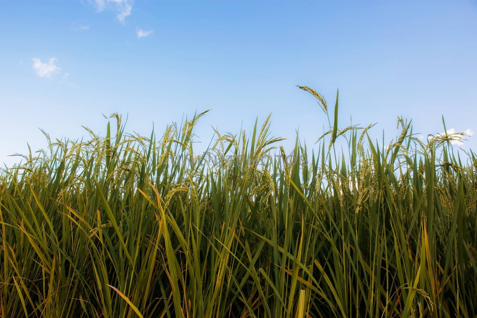 Ears of rice in fields are gushing against the sky with rainy season.