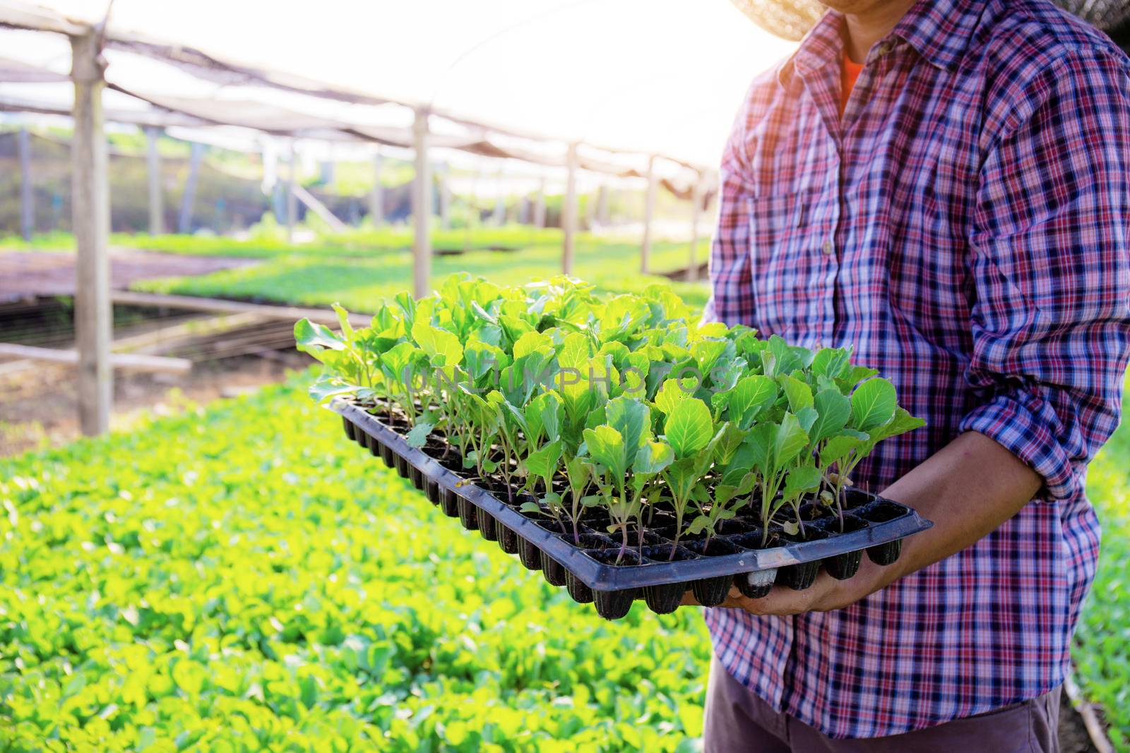 Gardeners stand holding trays of organic vegetables. by start08