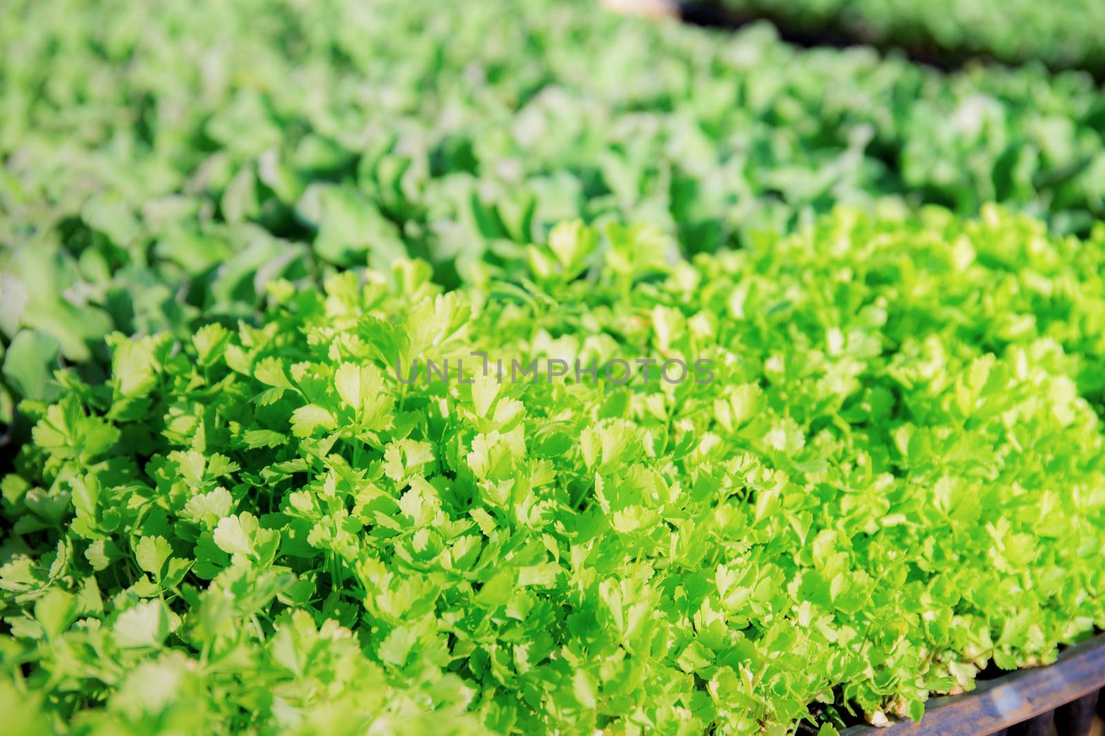 Organic vegetable in greenhouse with green background.