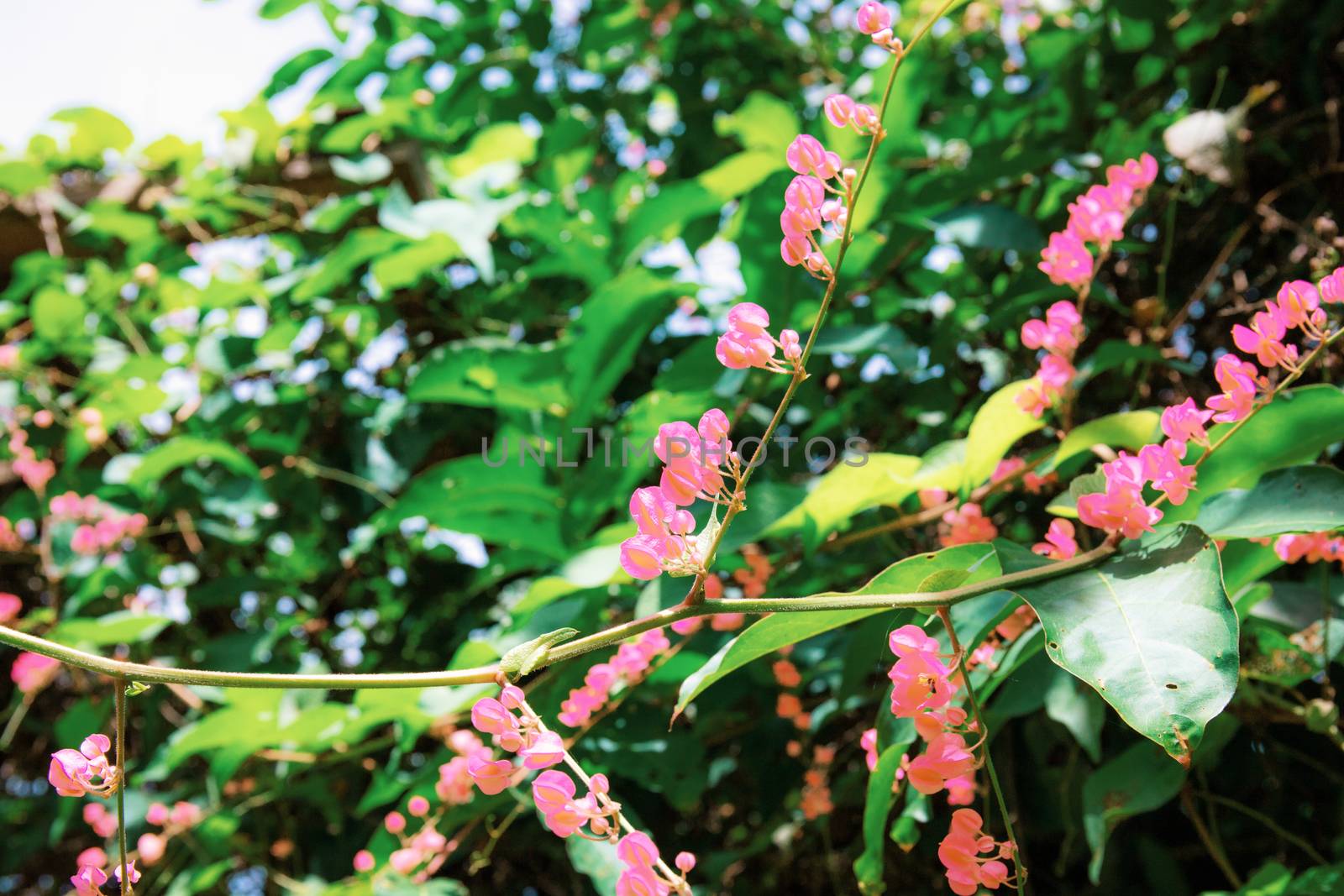 Pink flower on tree with beautiful at sunlight.