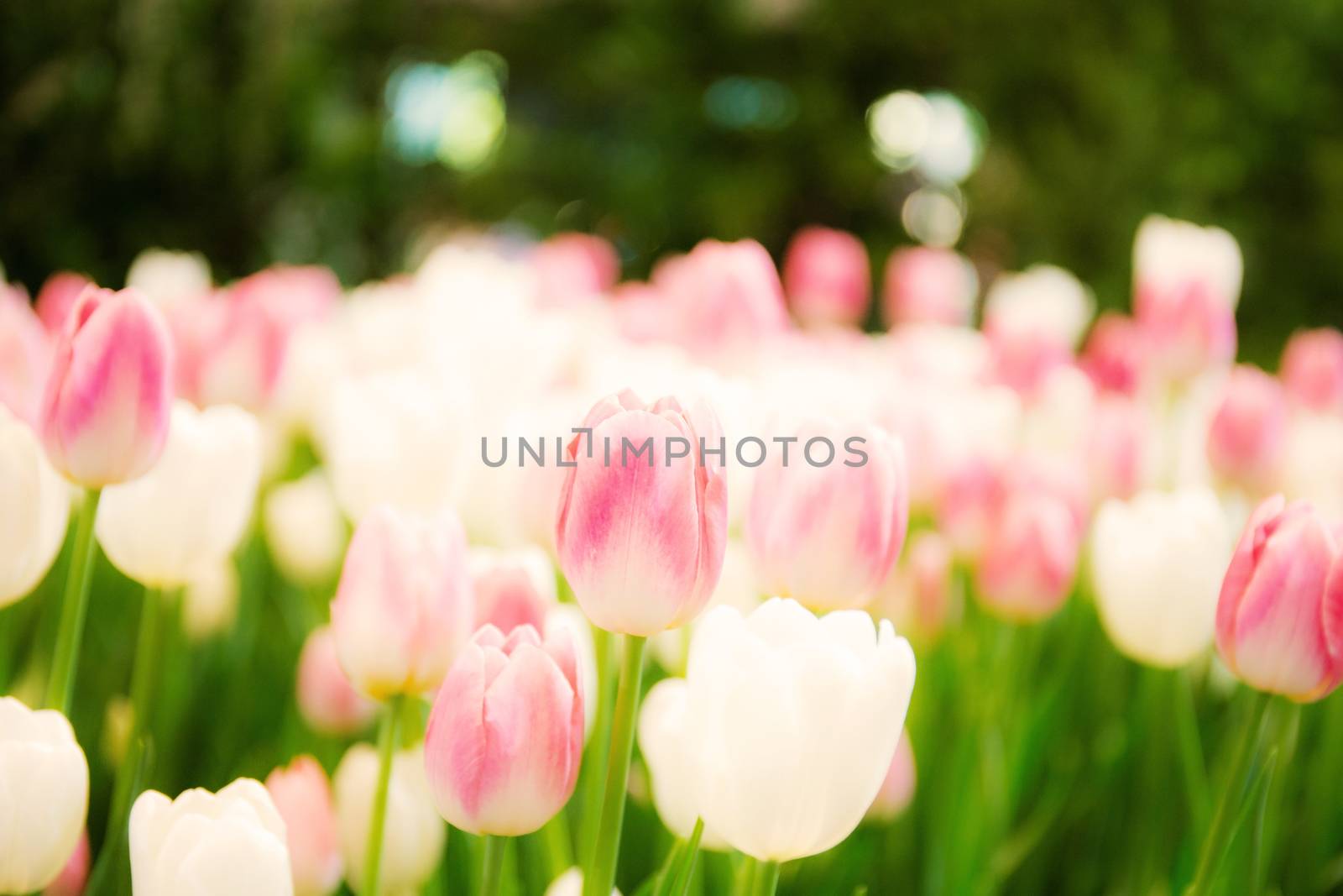 Pink of tulips in the garden with a colors background.