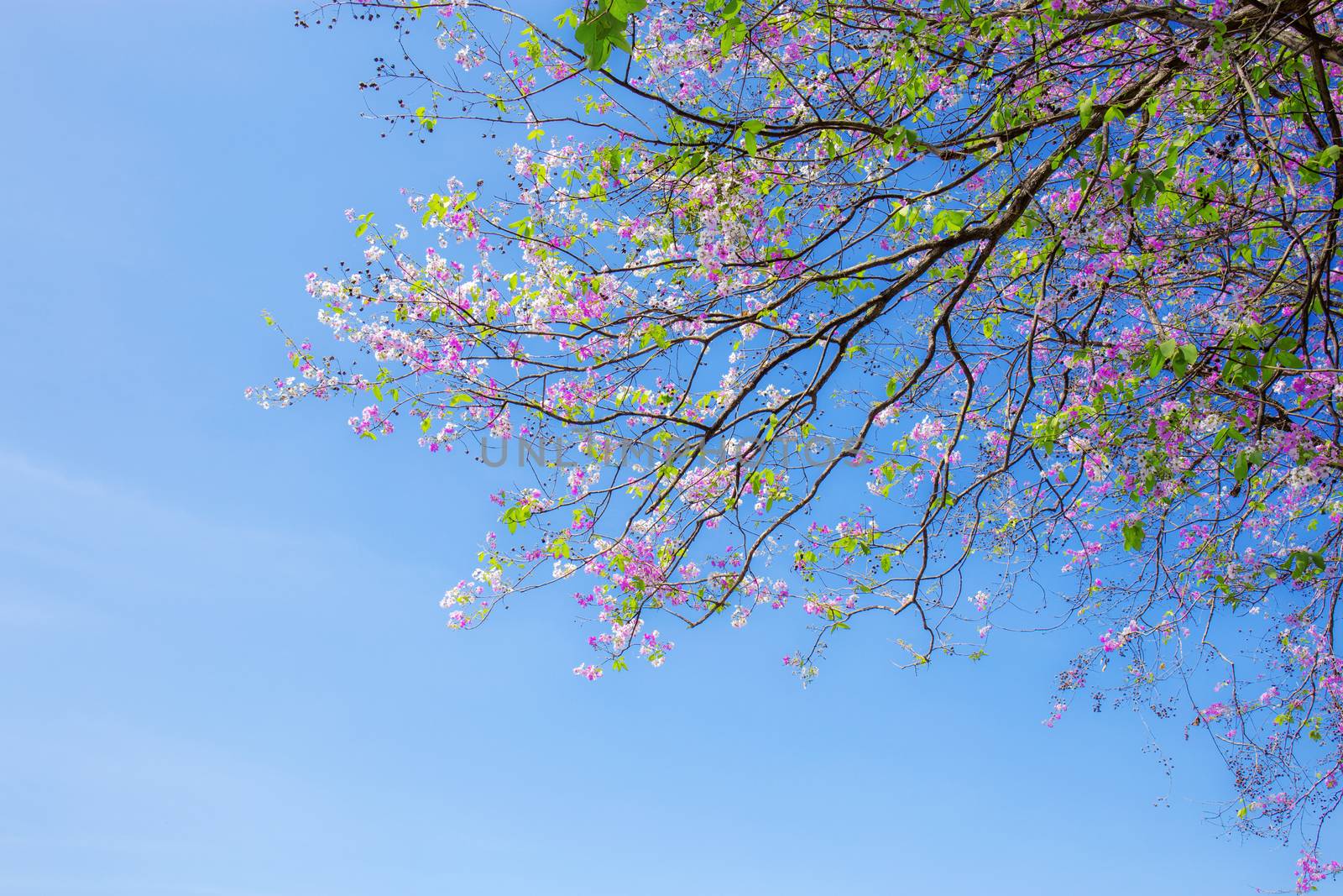 Purple flower on tree with beautiful at blue sky in the winter.