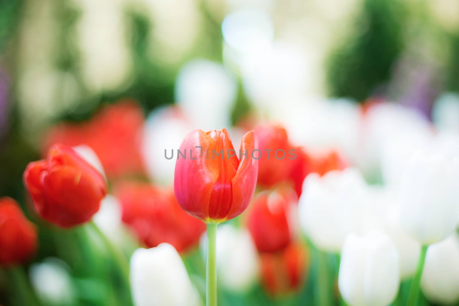 Red tulips in the garden with a white background.
