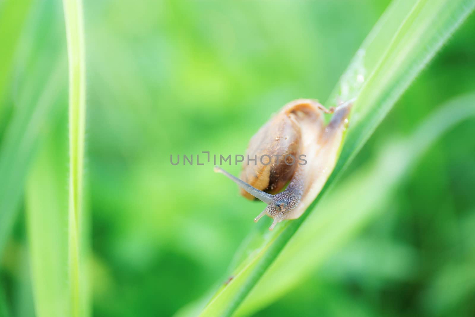 Snail on leaves grass in the rainy season.