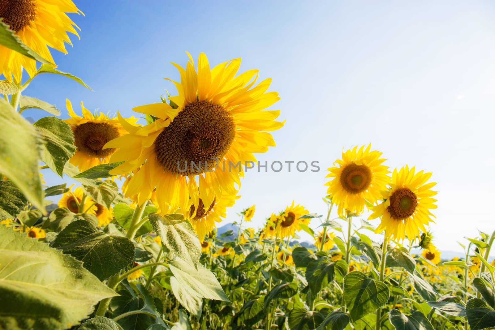 Sunflower on field with the sunlight at blue sky.