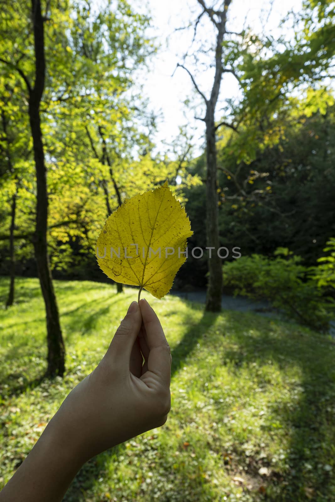 Leaf in autumn by sergiodv