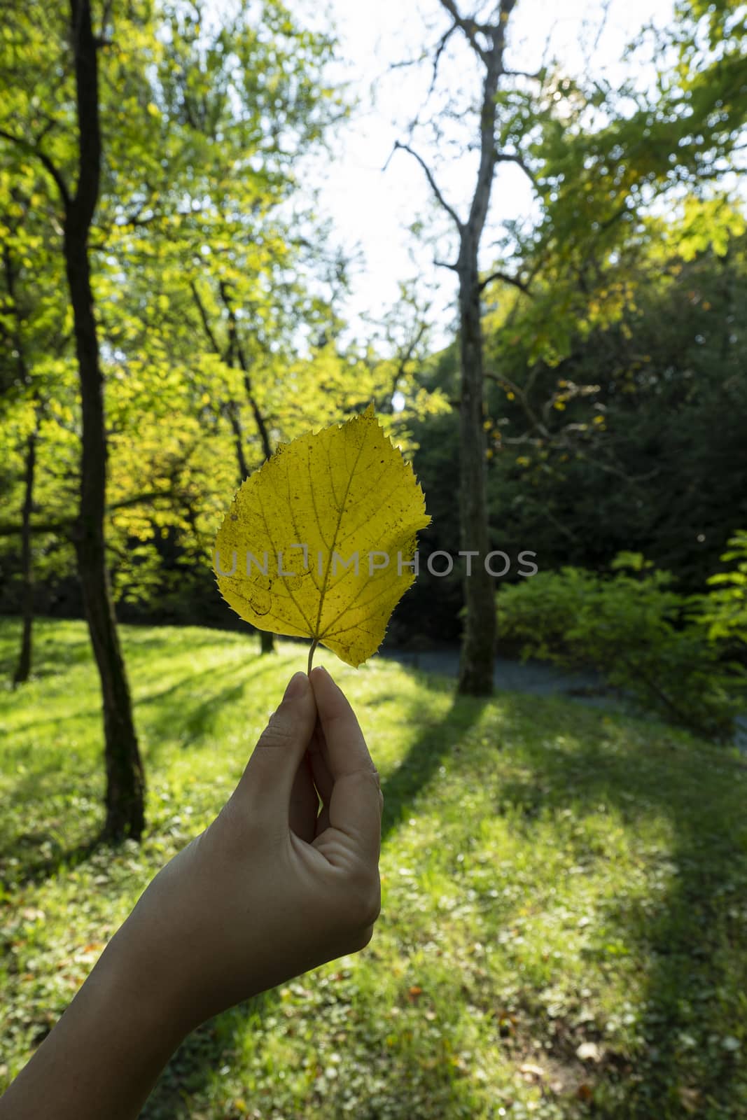 a leaf on a female hand in autumn