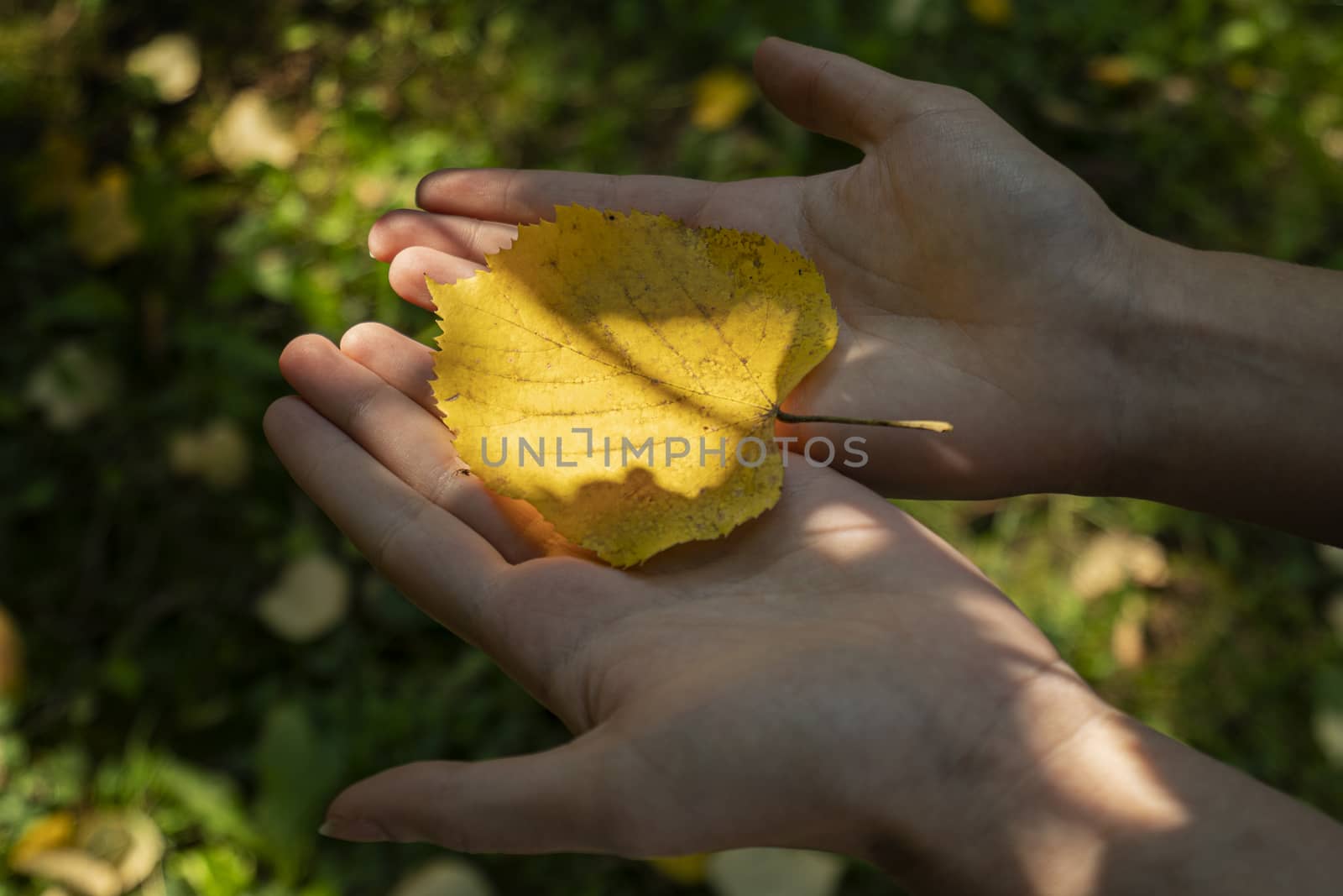 a leaf on a female hand in autumn