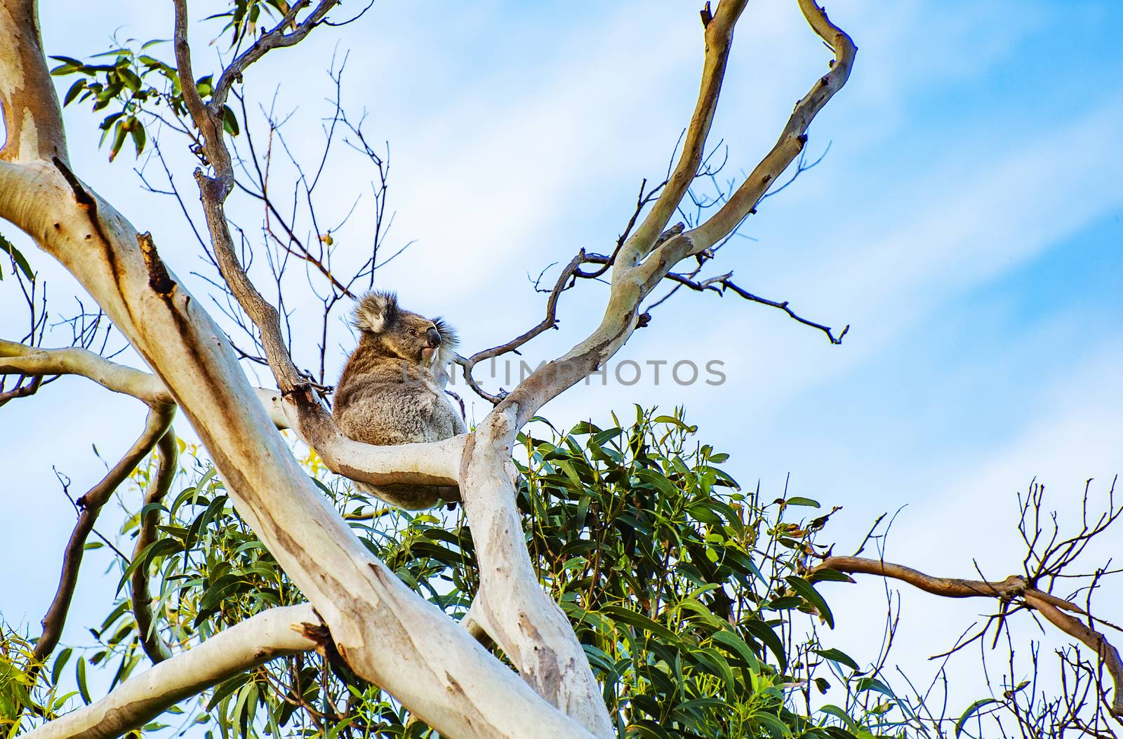 Beautiful koala bear (Phascolarctos cinereus) sitting on the gum tree branch in Victoria, Australia