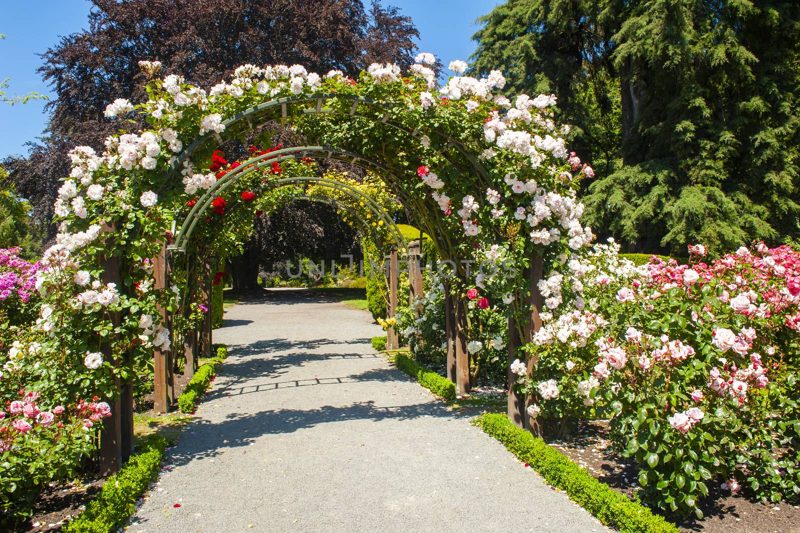 Arch with white blooming roses in the garden by fyletto