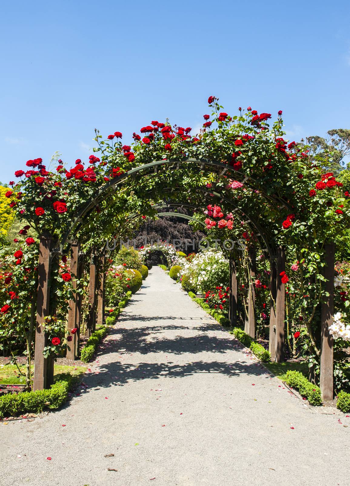 Arch with red roses in the garden by fyletto