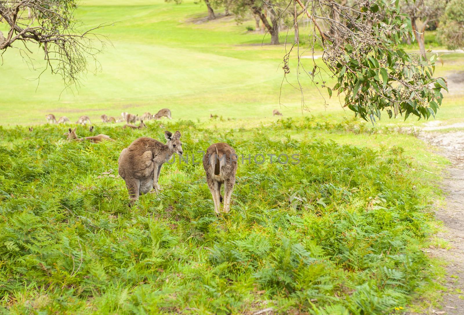 Kangaroos in Australia by fyletto