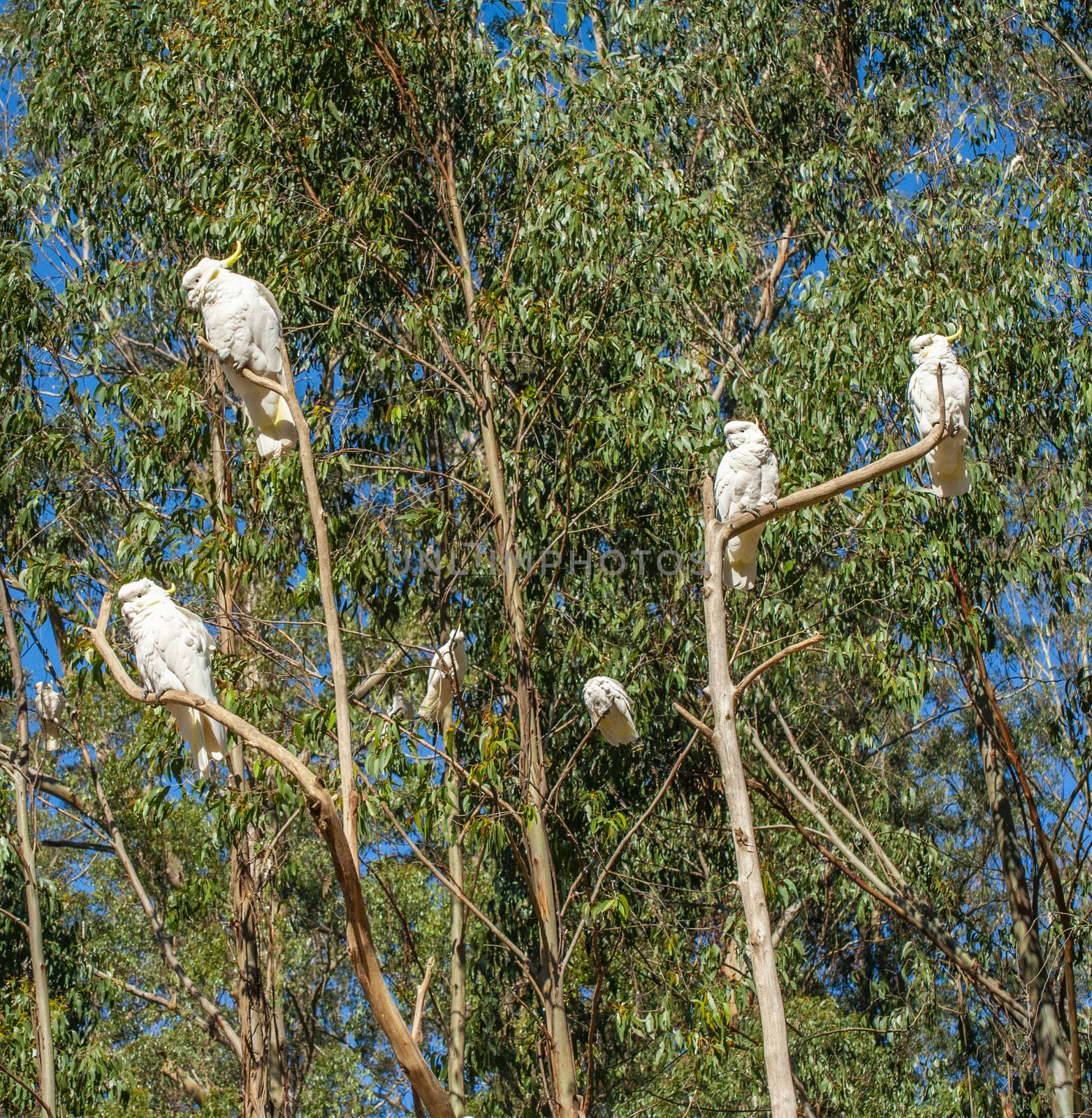 Wild cockatoos on a branch. Seen in Dandenong Ranges national park, Victoria - Australia