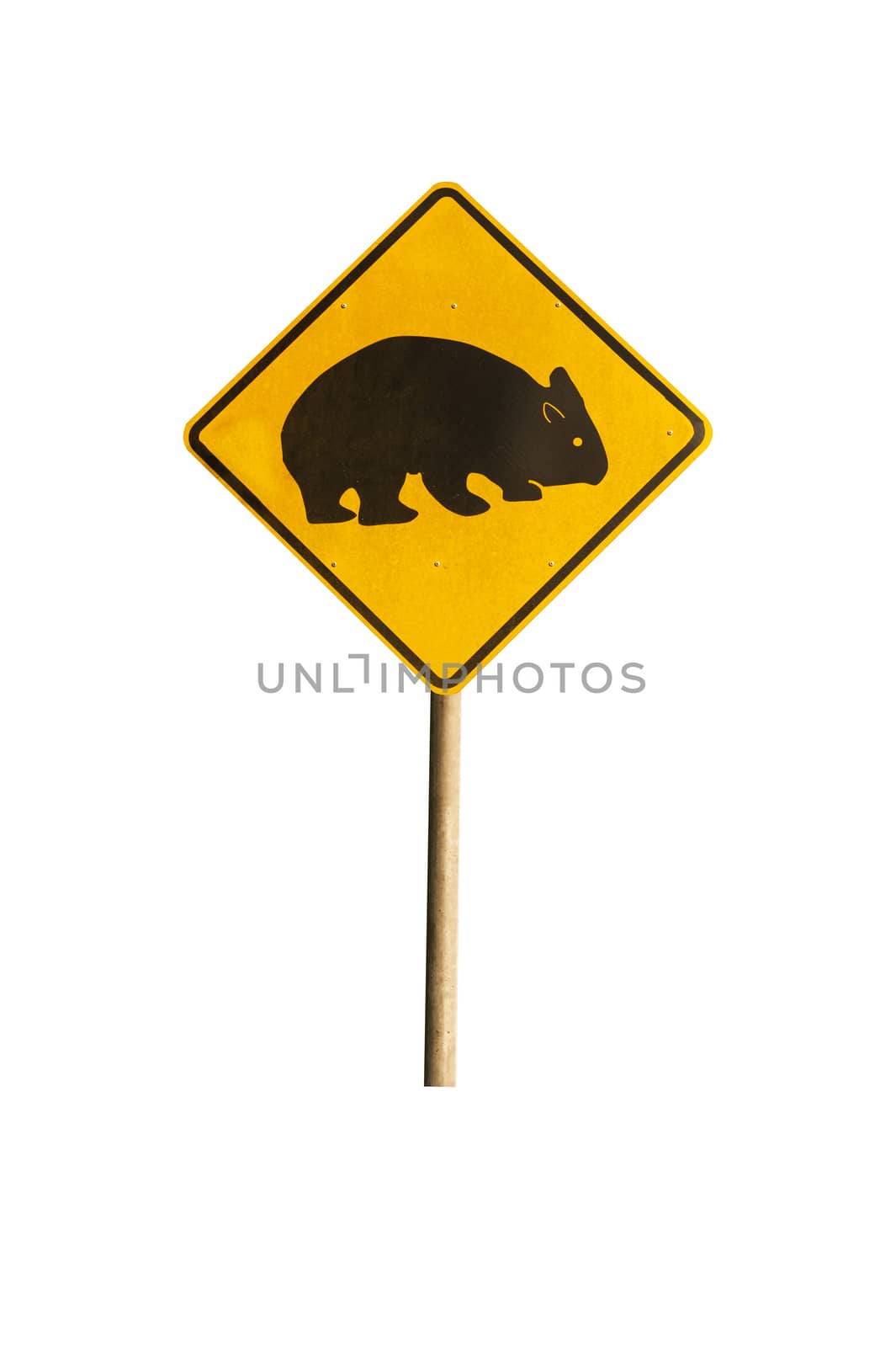 Wombat caution sign isolated on white by fyletto