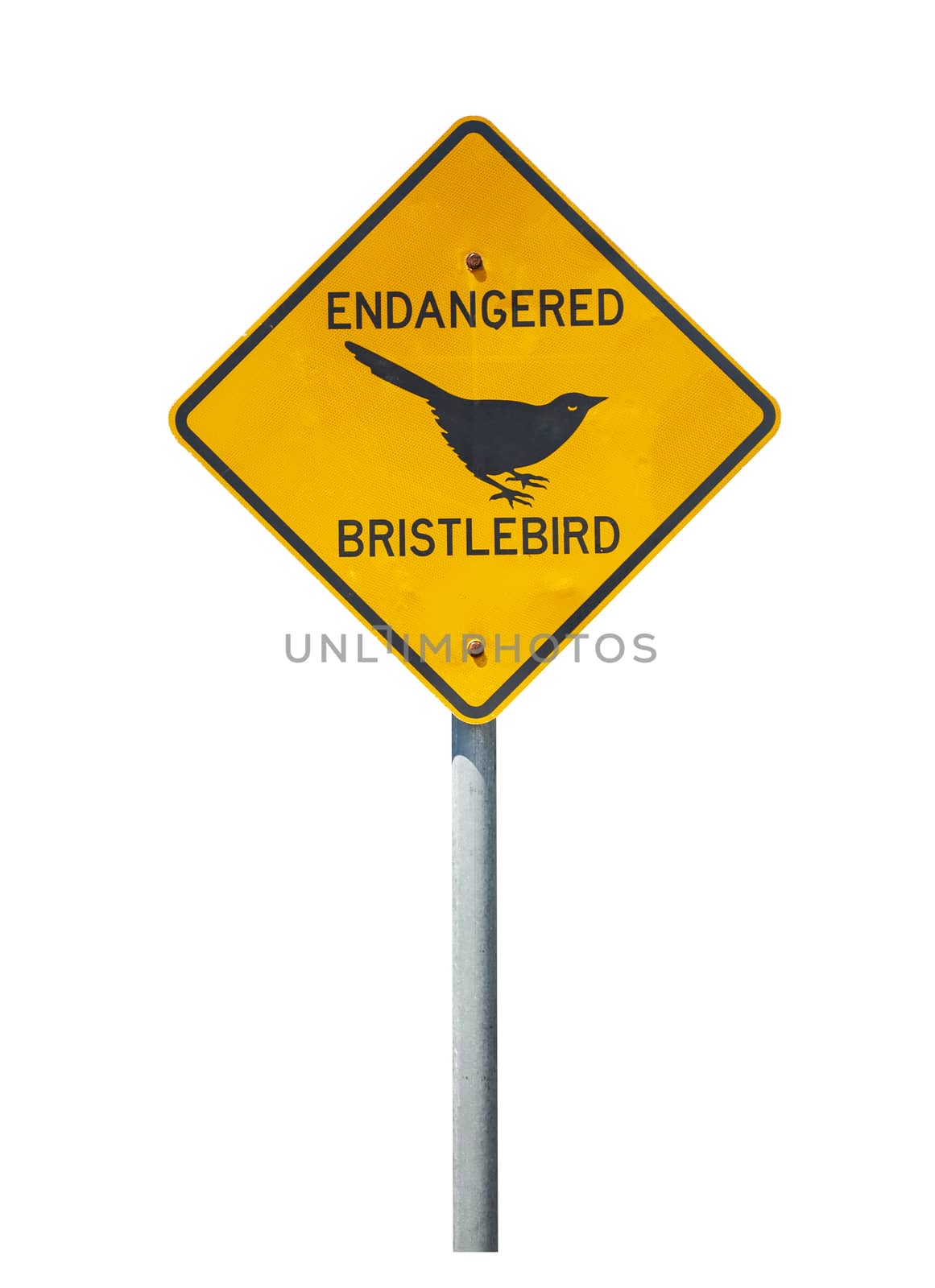 Bristlebird caution sign isolated on white by fyletto