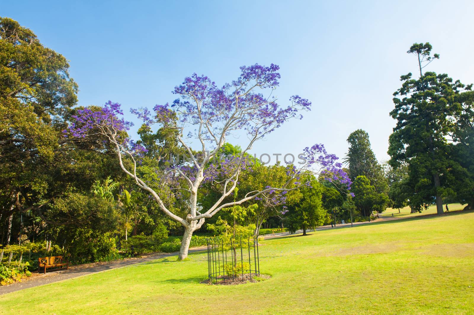 Jacaranda Tree blooming in Sydney by fyletto