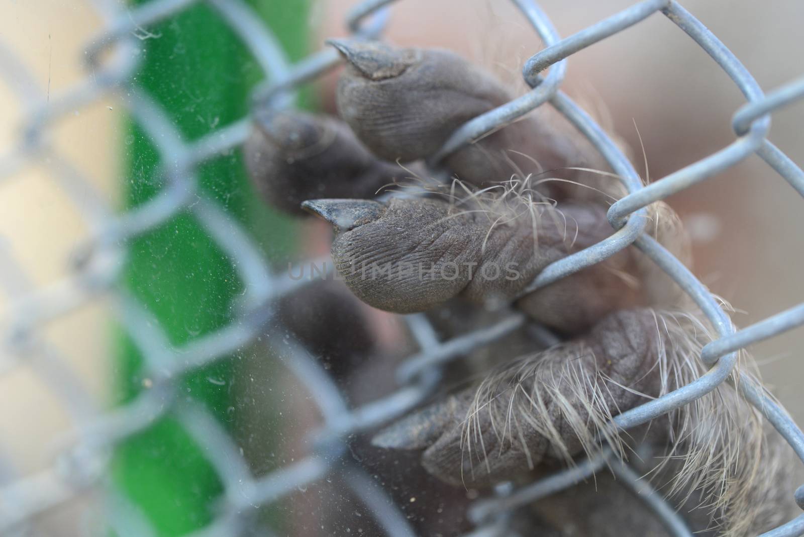 monkey paw fingers held captive in a zoo cage