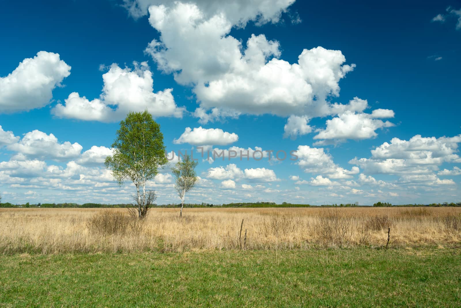 Trees on the meadow and white clouds against the blue sky, spring view