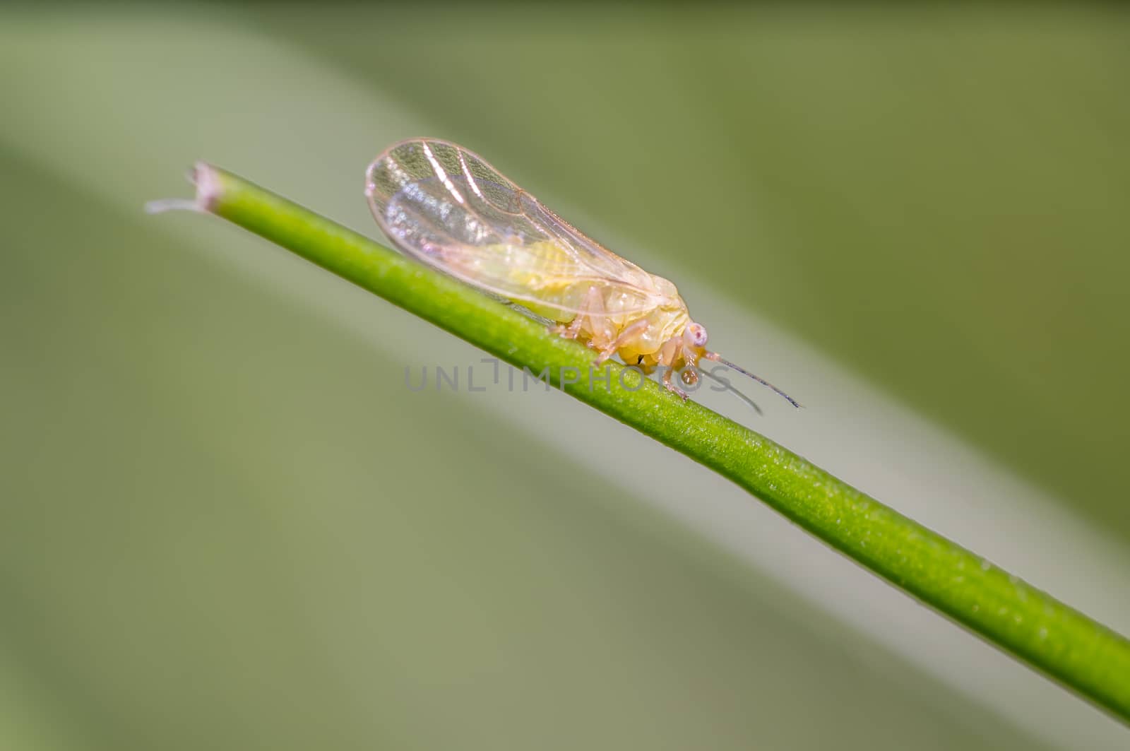 small cicada in the green nature season garden
