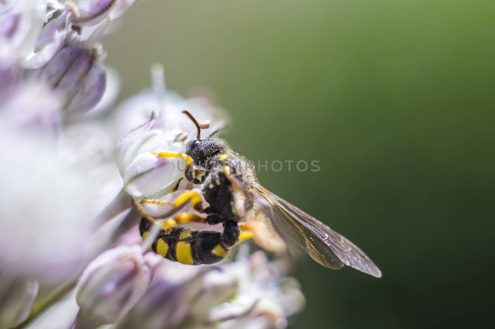 little blossom bee in my season garden