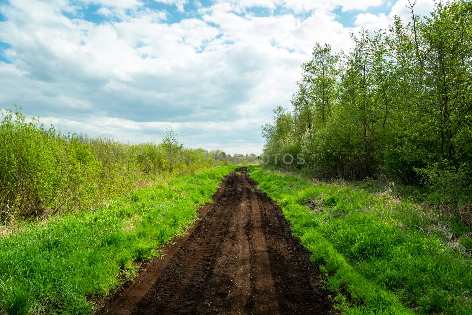 Peat road through a young forest and clouds on the sky by darekb22