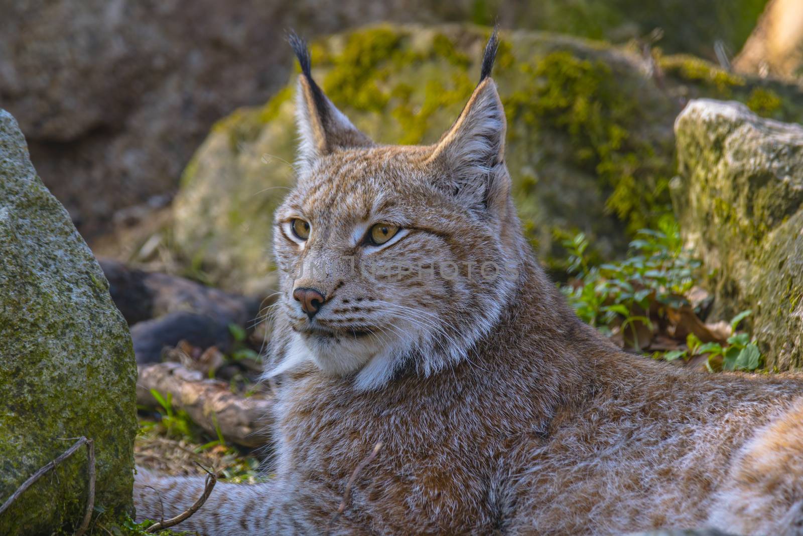 cute young lynx in the colorful wilderness forest