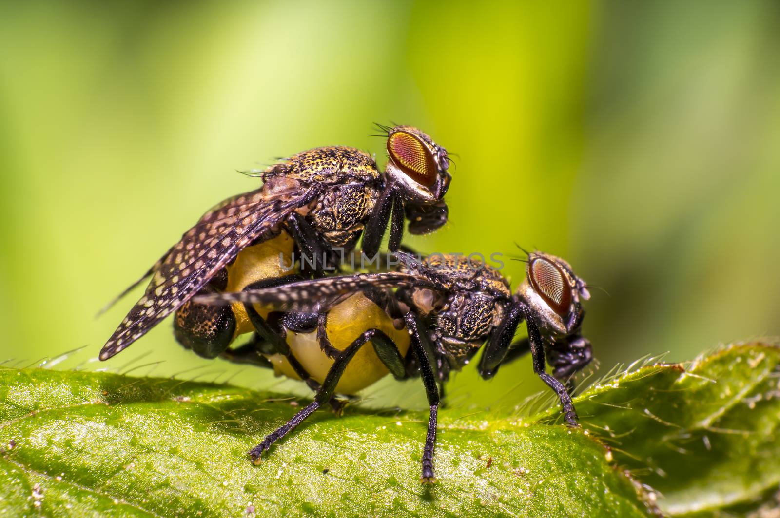 small gas mask fly in mating on green leaf in fresh season nature