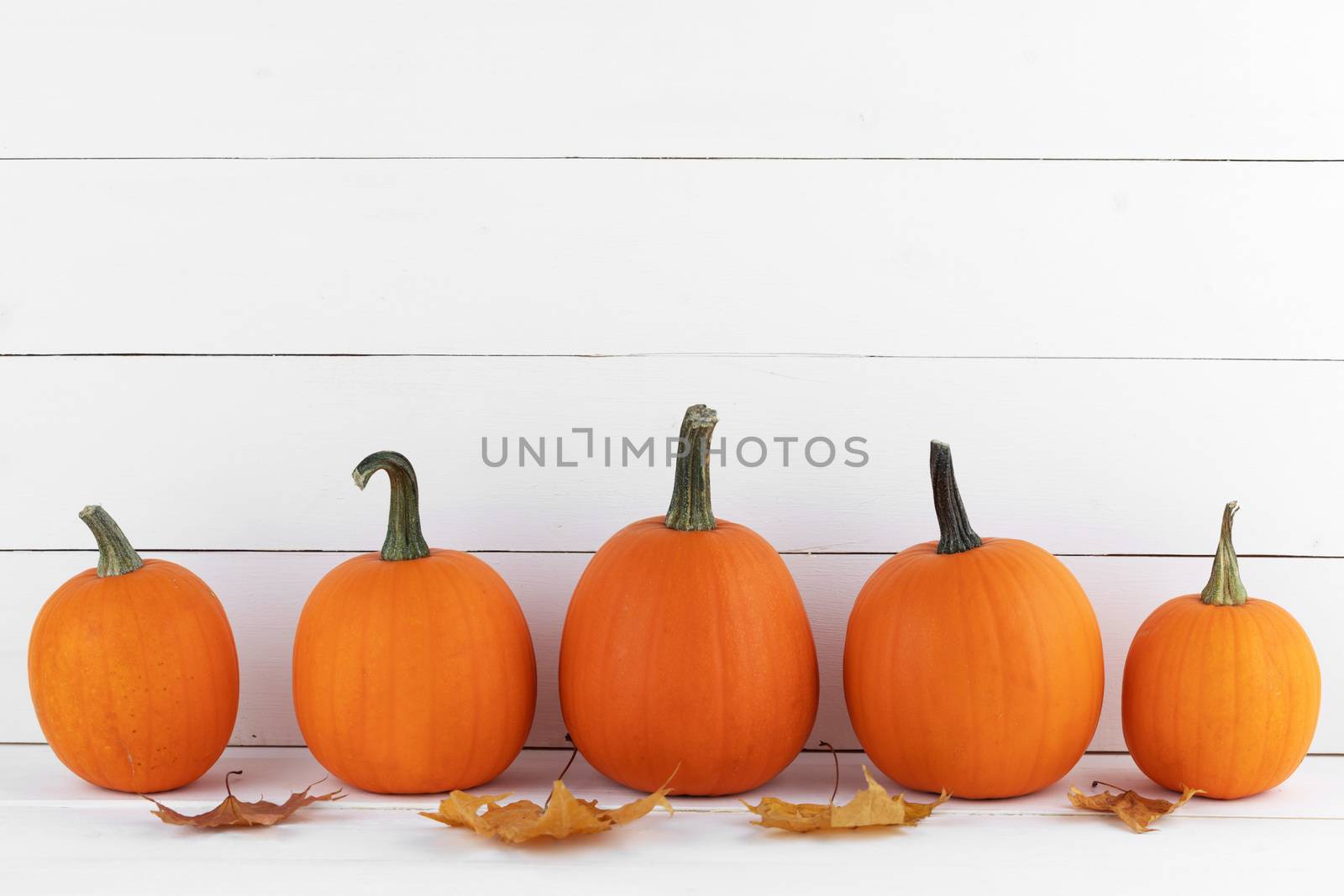 Orange pumpkins and autumn leaves in a row on white wooden background with copy space