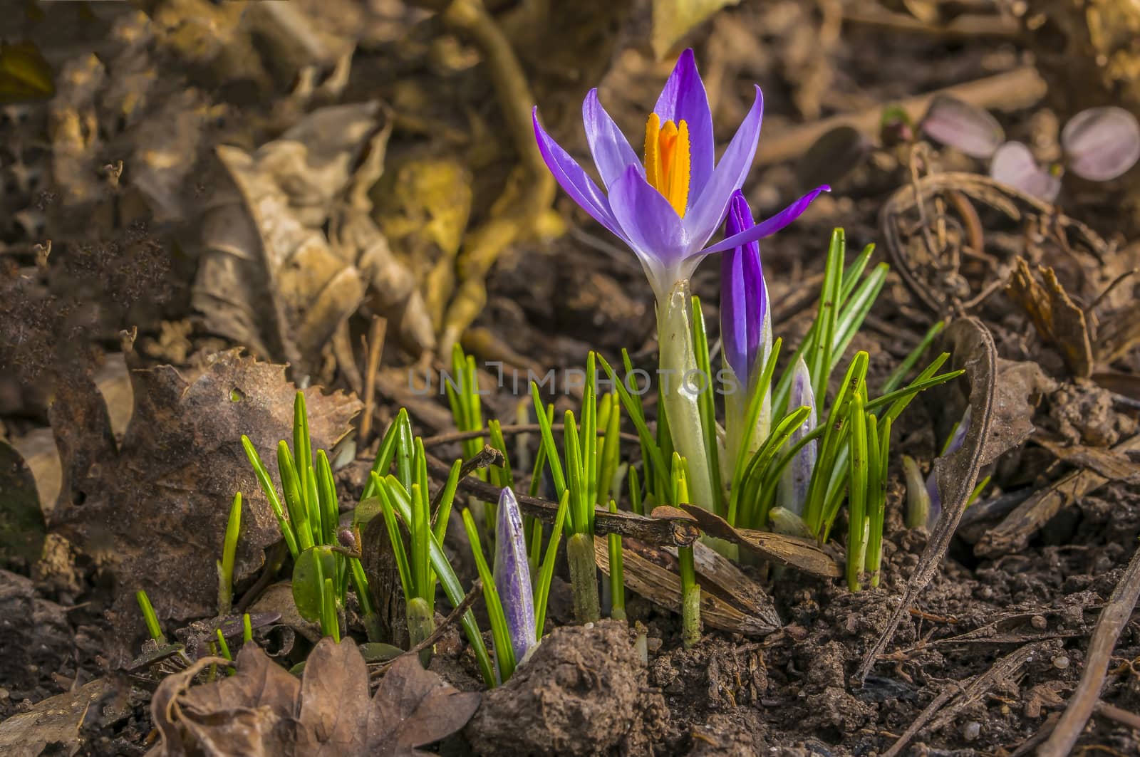 wild violet crocus in season spring garden
