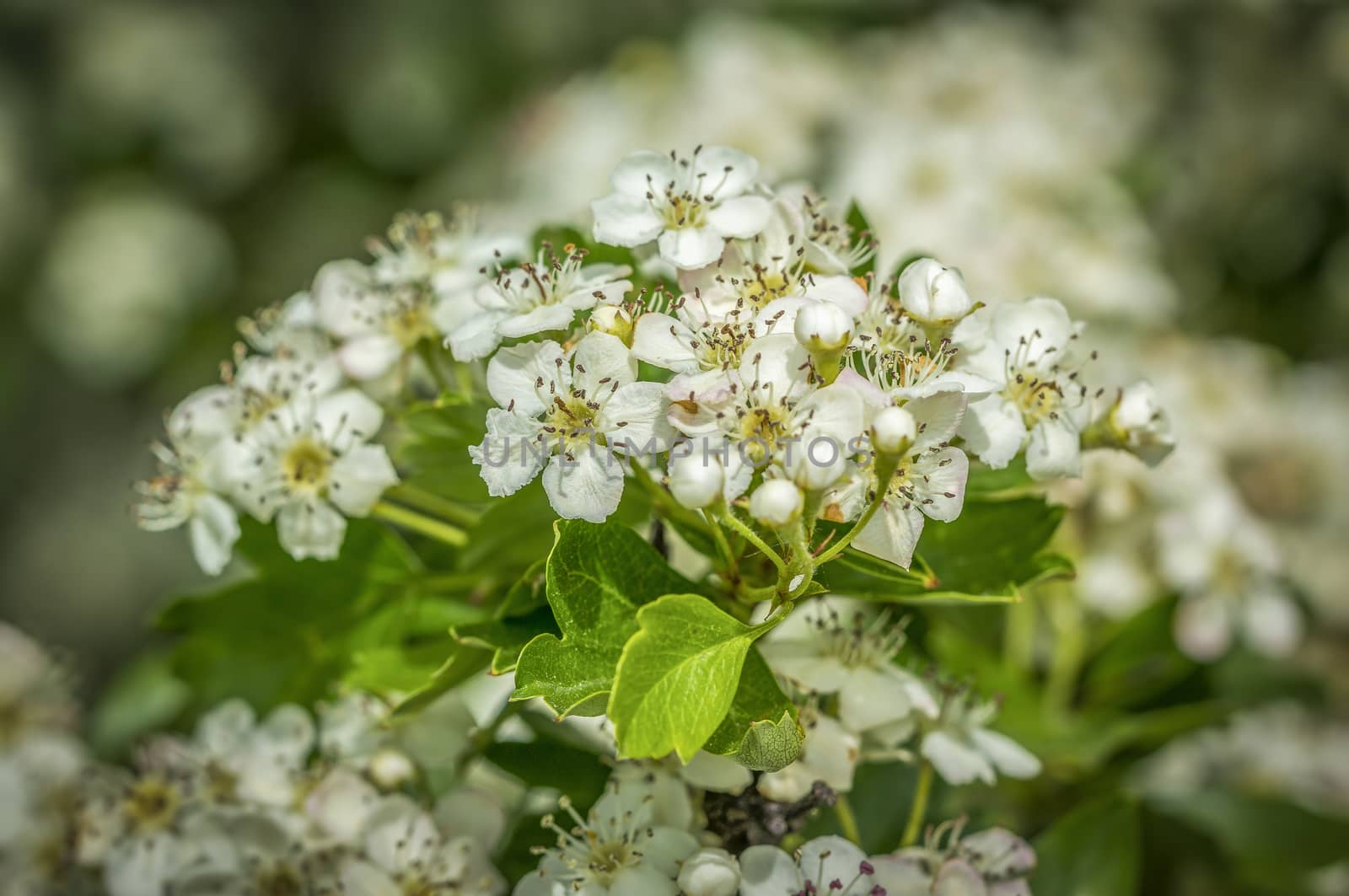 plum blossom branch in the season garden