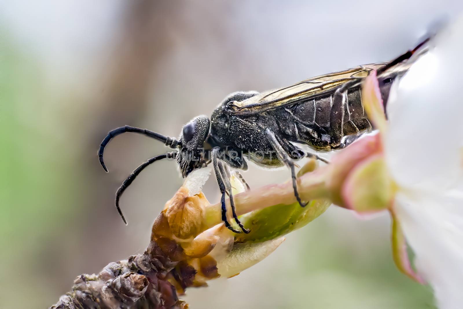 fly bug when eating of blossom bud in spring time