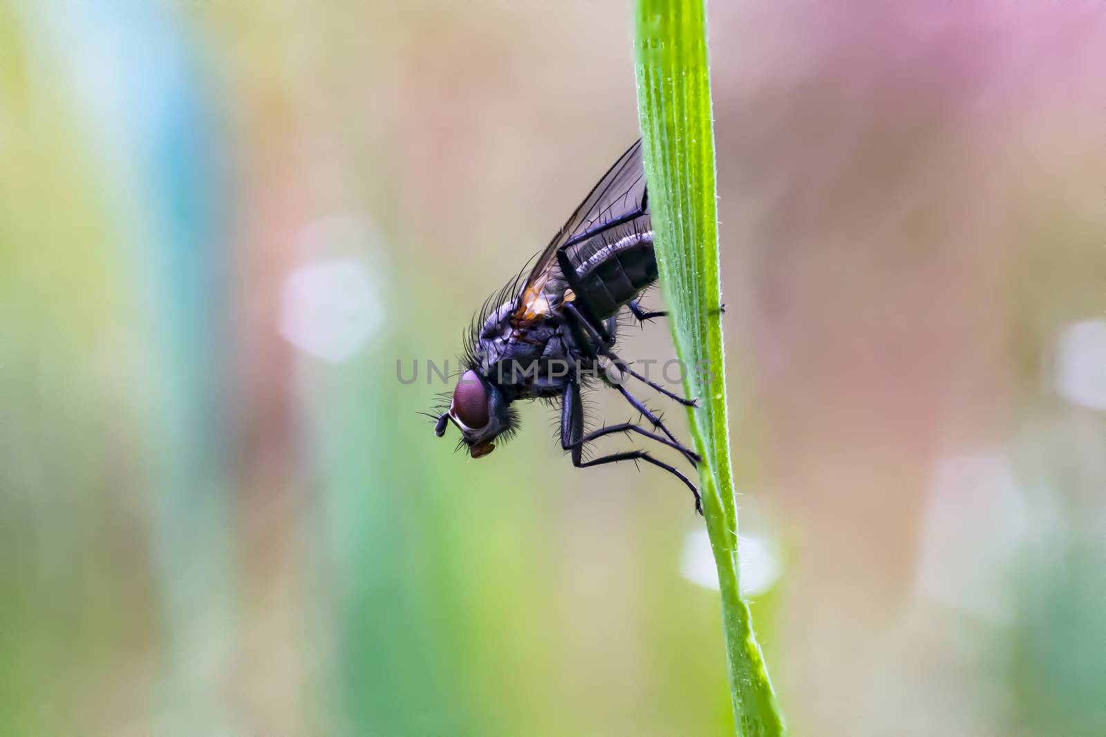 first little fly in spring season