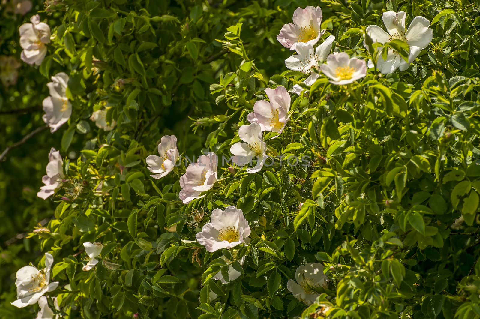rose blossom branch in the season garden