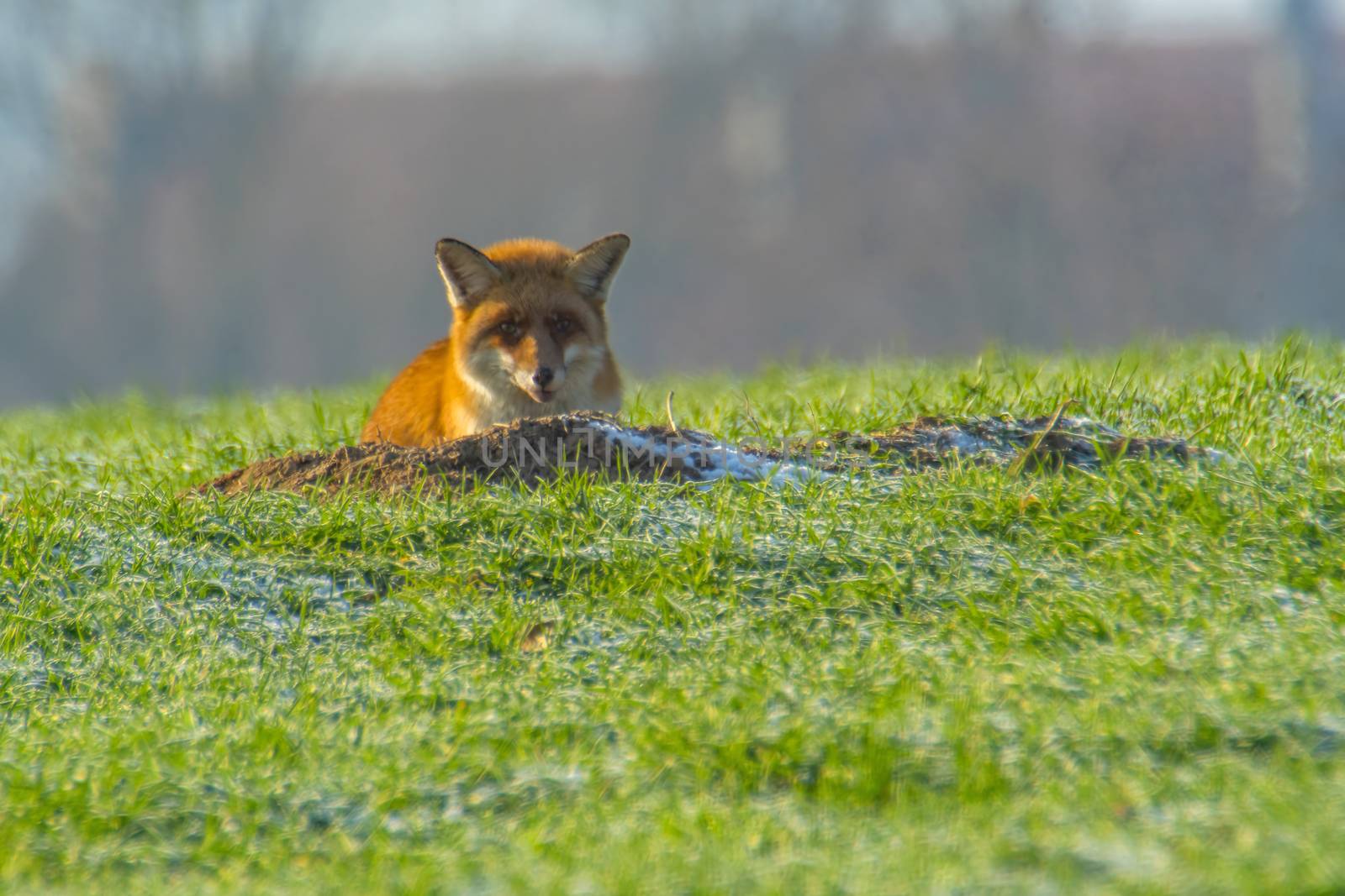 young fox at a fox cave