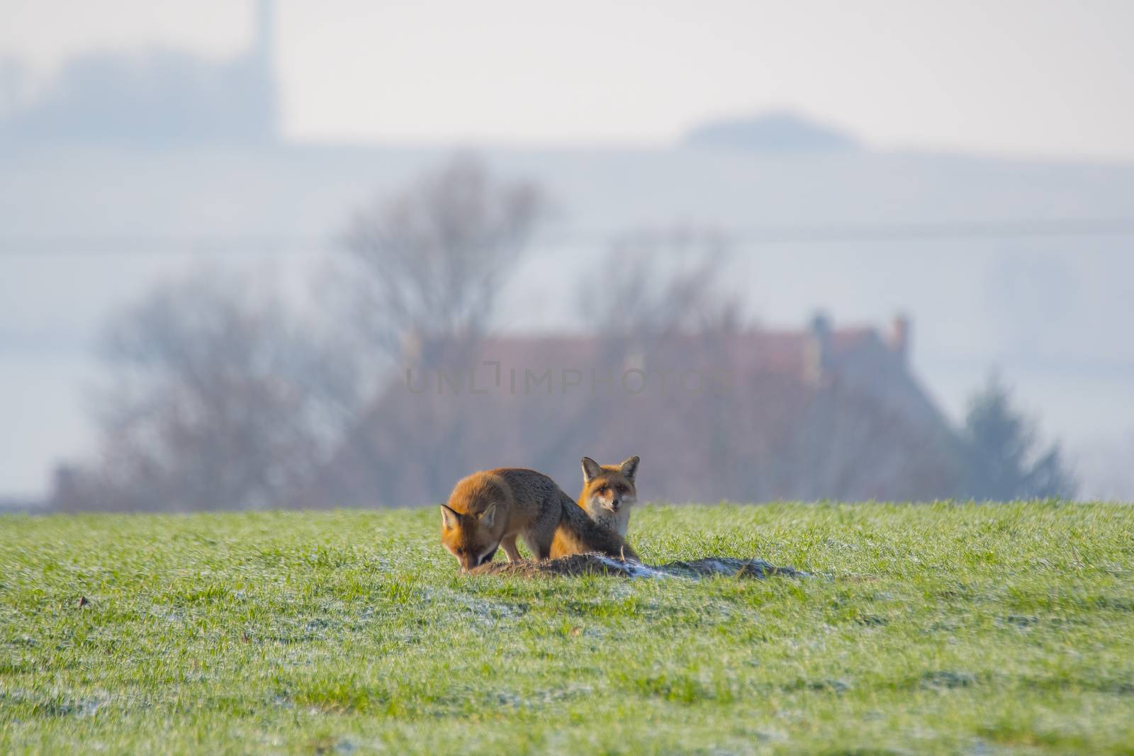 young fox couple at a fox cave