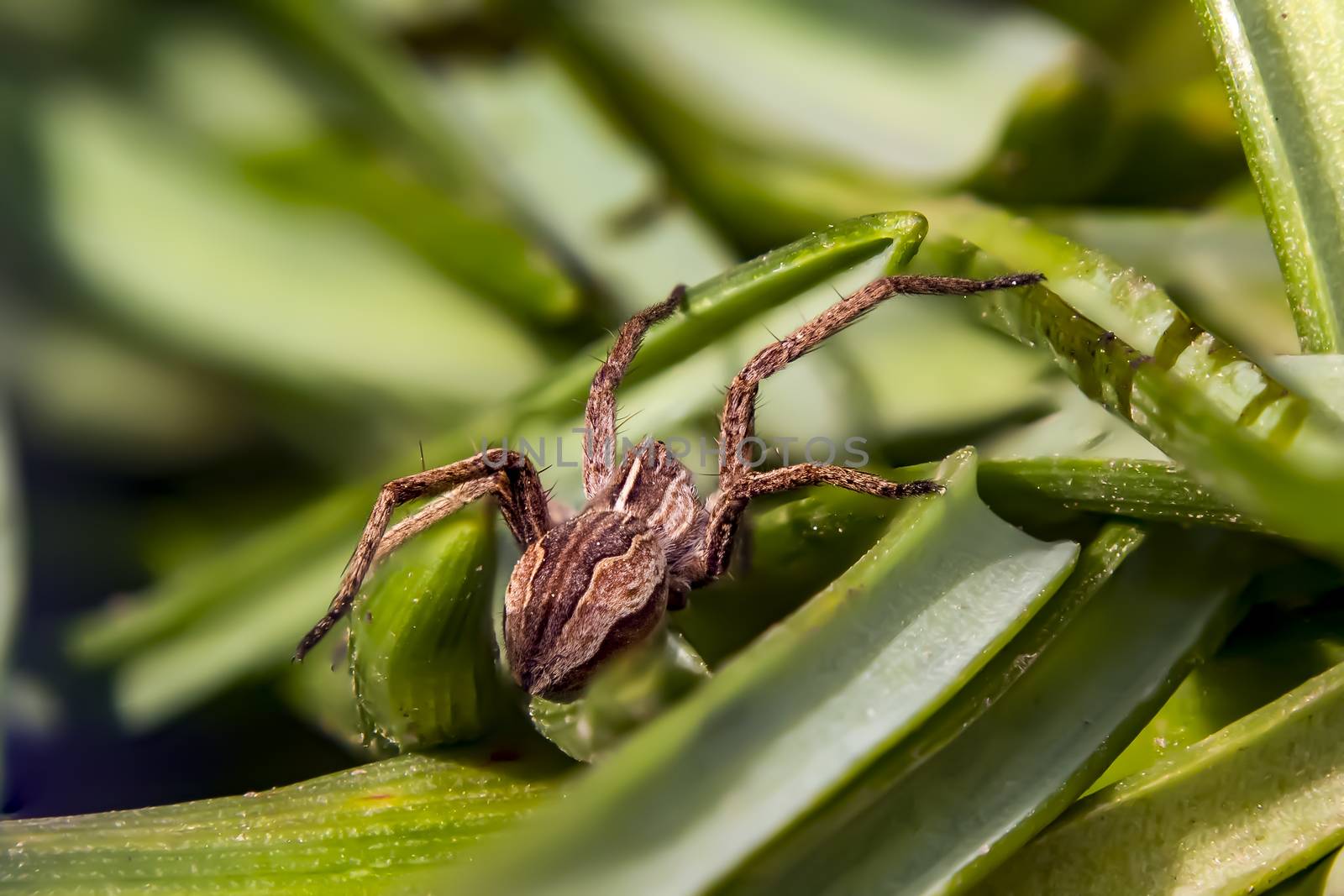 small robber spider in my spring garden