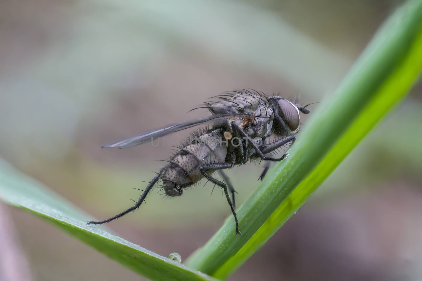 first little fly in spring season