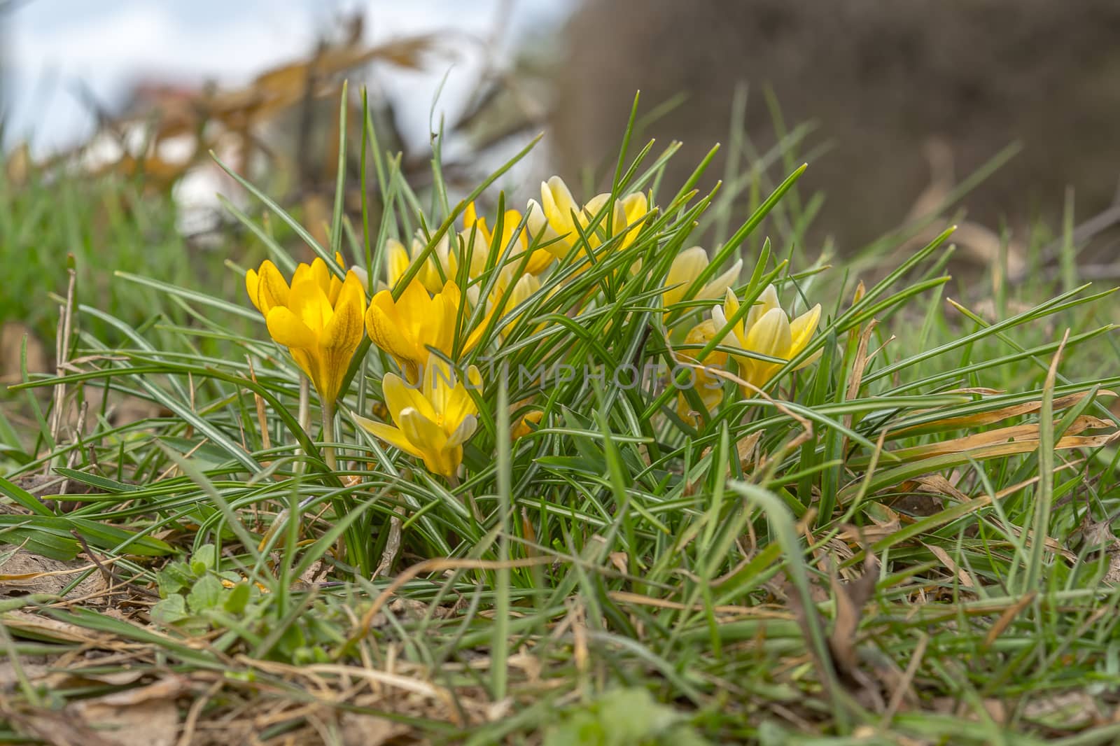 yellow blue white crocus in spring easter season garden