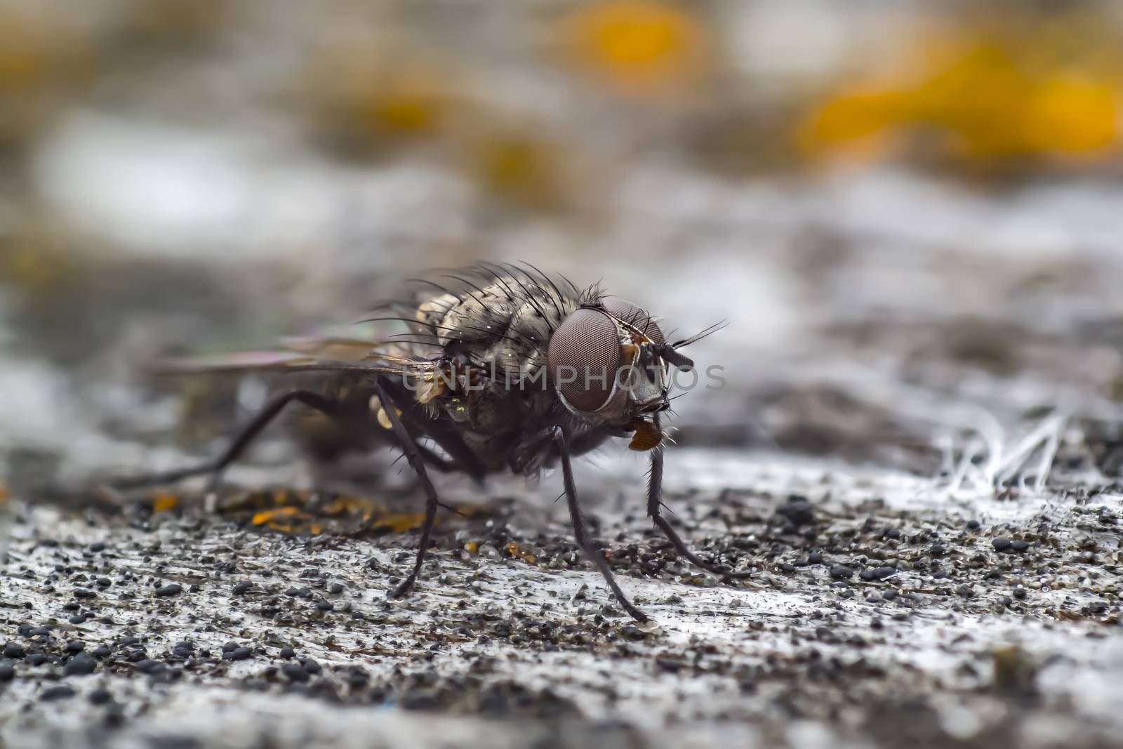 first little fly in spring season