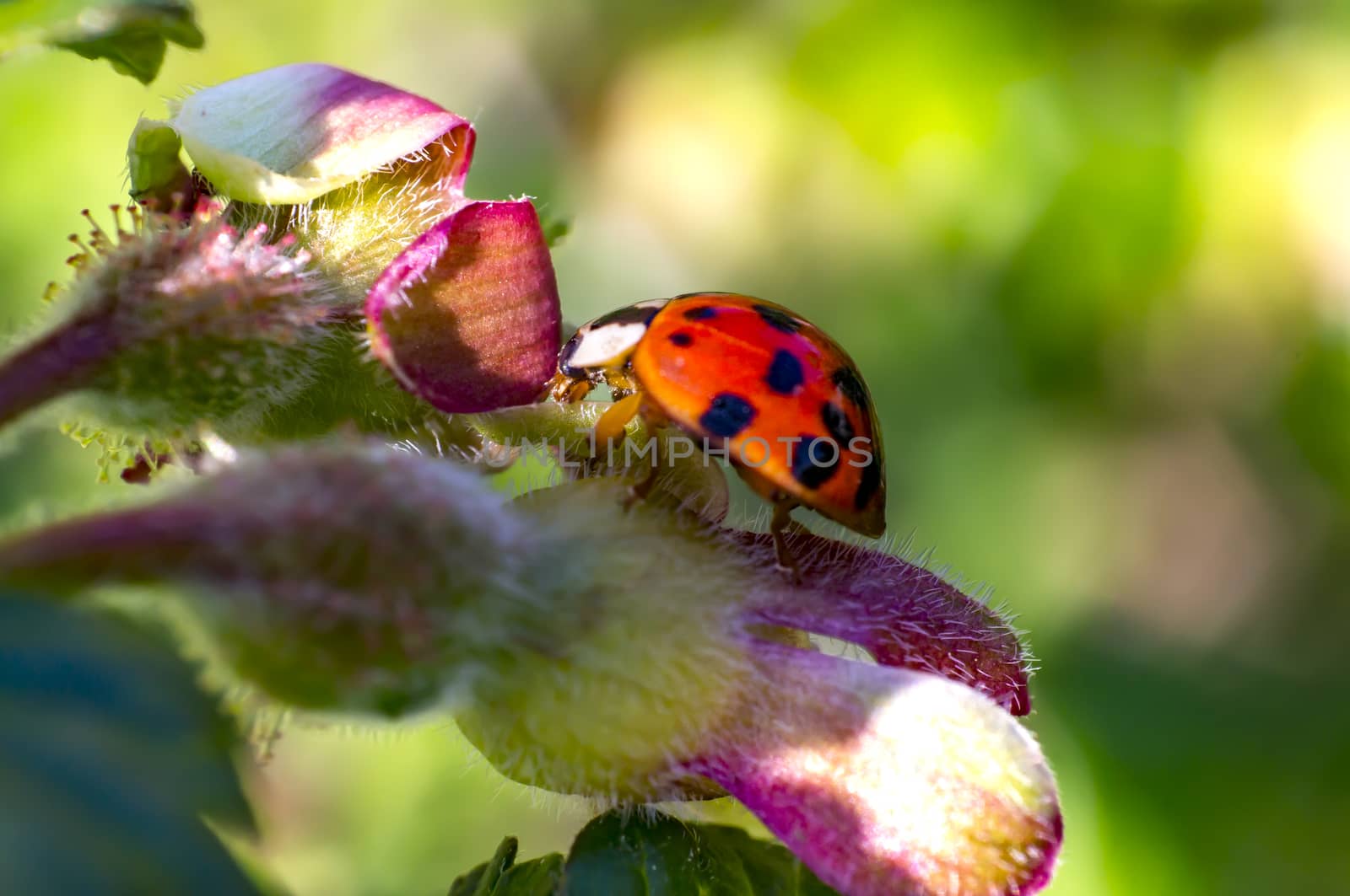 Lady Bug in my spring garden