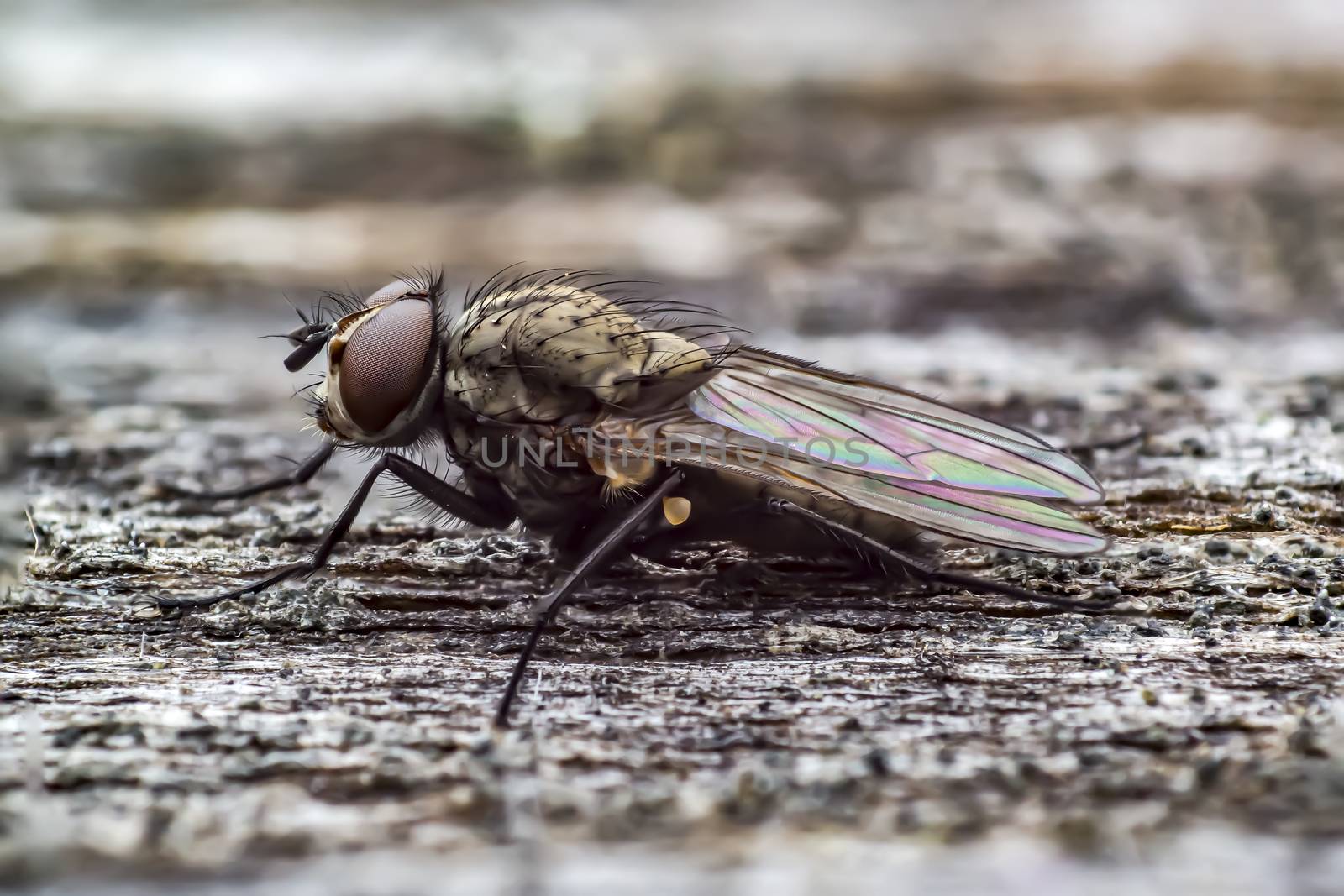 first little fly in spring season